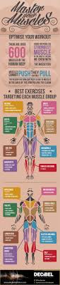 Keep your lower body workouts interesting by combining dynamic. Master Your Muscles Optimise Your Workout Visual Ly