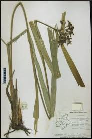 Image result for Hypolytrum