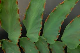 Image result for Adiantum vogelii