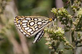 Image result for Heteropterus morpheus