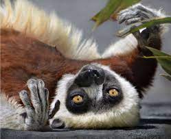 A Pretty Ring Tailed Lemurs Lemur Catta Of Madagascar These Monkeys Are Highly Social Living In Female Dominated Groups Of Up To Lemur Herbivores Primates