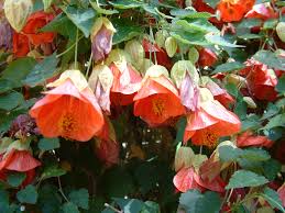 Image result for Abutilon