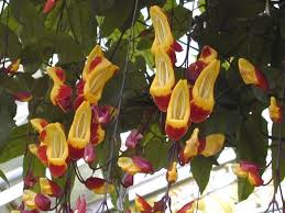 Image result for Thunbergianthus