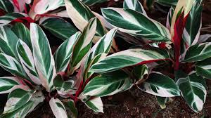 Image result for stromanthe