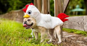 Chicken nugget elf costume, elf clothes, elf dress up, christmas elf, elf props, movie time stitchesofgreen 5 out of 5 stars (937) $ 8.49. Chicken Costumes For Dogs