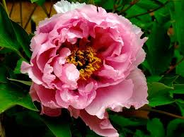 Image result for Rourea orientalis