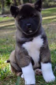 Fluffy American Akita Puppy This Pup Looks So Serious Also Looks Like He Will Be Strong Willed With A Mind Of H Cute Puppies Akita Puppies American Akita Dog