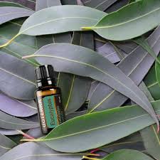 We did not find results for: Discover Solutions Eucalyptus DÅterra Essential Oils