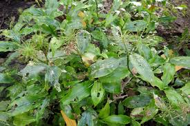 Image result for Aneilema beniniense