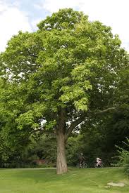 Image result for Catalpa