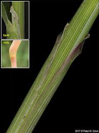 Image result for Leptochloa fusca