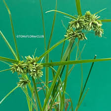 Image result for Cyperus glaucophyllus