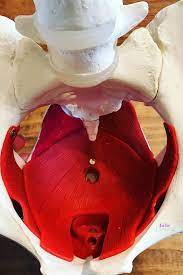 Are You Leaking Urine Urinary Incontinence Pelvic Floor Pelvic Floor Dysfunction