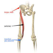 To achieve a sartorius muscle stretch, find a position that combines the movements of hip extension, internal rotation and adduction. Sartorius Muscle Attachments And Actions As It Relates To Yoga