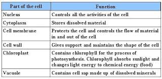 Human Cell Parts Functions Google Search Cell Parts Cell Parts And Functions Cell Membrane