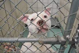 Maybe you would like to learn more about one of these? Crowded Pasadena Animal Shelter Cuts Price On Animal Adoptions To 25