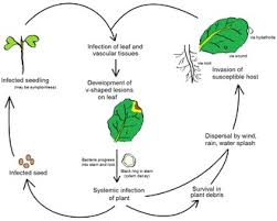 Pathogens anything that is able to cause a disease within a host is generally known as a pathogen. Plant Pathology Wikipedia