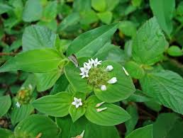 Image result for Richardia brasiliensis