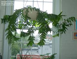 All epiphyllum are fully rooted plants, not cuttings. Plantfiles Pictures Selenicereus Species Fernleaf Cactus Golden Heart Epiphyllum Selenicereus Chrysocardium By Mgeno