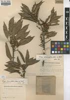 Image result for Ficus persicifolia