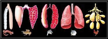 The Different Morphologies Of Lungs Notes Left To Right Lungs Of A Download Scientific Diagram