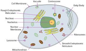 45 described cell organelles with their functions