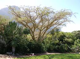 Image result for Acacia davyi