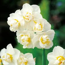 Daffodil Cheerfulness Narcissus Daffodil Bulbs Daffodils Bulb Flowers