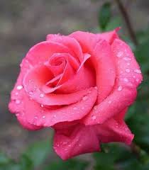 pin by carol dodds on 1 a file general in 2020 beautiful rose flowers beautiful roses beautiful pink flowers