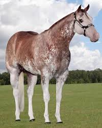 Black White And Brown Paint Horses Harris Paint Horses Stallions Horse Painting Horses American Paint Horse