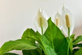 Image result for Spathiphyllum
