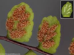 Image result for Asplenium mannii