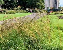 Image result for Themeda