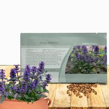 Image result for Ajuga