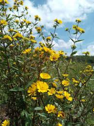 Image result for Guizotia scabra