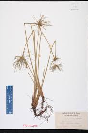 Image result for Cyperus prolifer