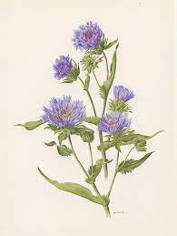 Small Stokes Aster Vintage Botanical Print From 1970 Blue Stokesia Flower Print Botanical Art Poster Gardener Gift Cottage French Country In 2021 Botanical Prints Vintage Botanical Prints Botanical Art