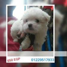 egypt alexandria female german shepard 70days important father from poland best female ever pet4sell german shepard egypt alexandria