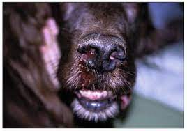 Has your dog been diagnosed with a cancerous tumour, or are you worried that your pet is ill? The Cancer Patient With Sneezing And Or Nasal Discharge Veterian Key