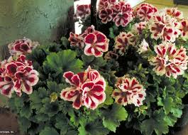 Image result for Geranium vagans