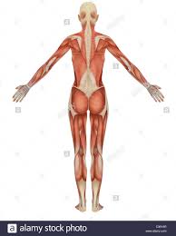 Woman body diagram women anatomy reproductive body measurement measurement chart female female anatomy vector measurements chart · related posts of diagram of female back muscles muscle anatomy crossword. Diagram Of Female Back Diagram Design Sources Cable Petty Cable Petty Paoloemartina It