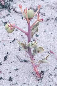 Image result for Jatropha erythropoda