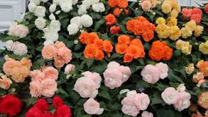 Tuberous Begonia Growing Guide Tuberous Begonia Hampton Court Flower Show Begonia