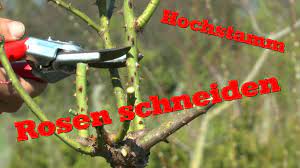 Stutzen | 03 mai 2021. Rosen Schneiden An Einem Hochstamm Youtube