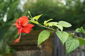 Image result for Hibiscus fuscus