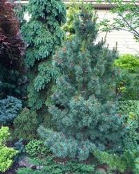 The specimen shown here, although labeled pinus parviflora, may in fact be p. 98 Pinus Parviflora Japan Selyemfenyo V Feherfenyo Ideas Conifers Dwarf Conifers Plants