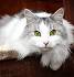 Siberian Cat Breed Profile | Petfinder