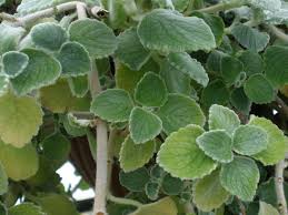 Image result for Plectranthus alboviolaceus
