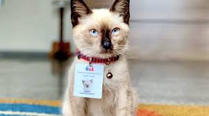 This Homeless Kitty Landed A Job At A Law Firm Stray Cat Animal Welfare Institute Kittens Cutest