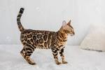 Bengal cat - Wikipedia